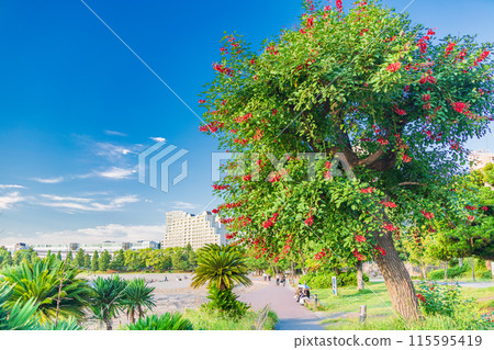 (東京)台場海濱公園 讓人想起熱帶國家的台場海灘 (東京)台場海濱公園 讓人想起熱帶國家的台場海灘 115595419