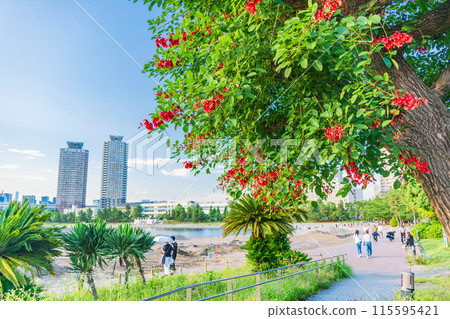 (Tokyo) Odaiba Seaside Park: Tropical-looking Odaiba Beach 115595421