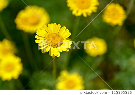 Dyers洋甘菊 115595556