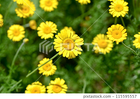 Dyers chamomile Dyers chamomile 115595557