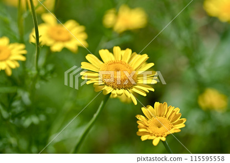 Dyers chamomile Dyers chamomile 115595558