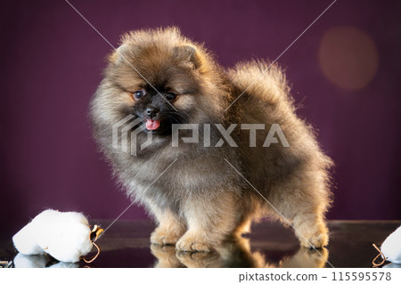 Portrait of a fluffy Pomeranian puppy standing on a mirror table with reflection on a purple background. 115595578