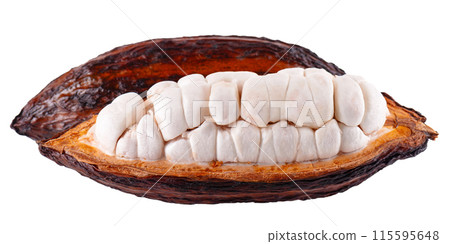 Fresh cacao fruits isolated on white background. Dark red cocoa pods. Clipping path. 115595648