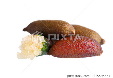 Fresh finger limes isolated on white background. Caviar lime. Fruits pods. Clipping path. Fresh finger limes isolated on white background. Caviar lime. Fruits pods. Clipping path. 115595664