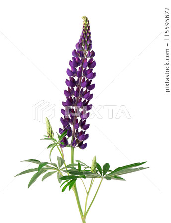 Purple lupine flowers isolated on white background. Bunch of colorful lupines, spring flower. 115595672