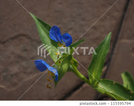 六月的藍露草 六月的藍露草 115595794