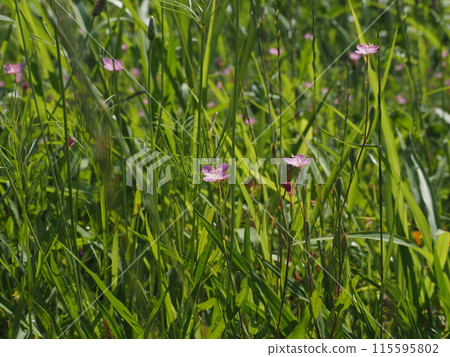 A bellflower blending into the June wilderness 115595802
