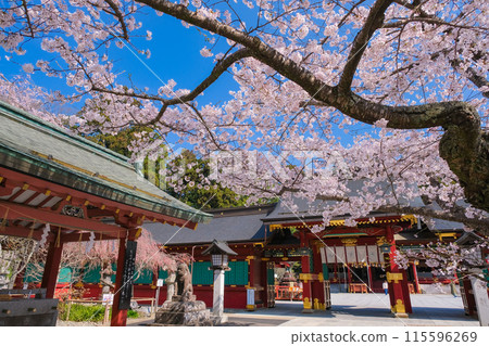 Shiogama Shrine Karamon Gate in Spring, Shiogama City, Miyagi Prefecture 115596269