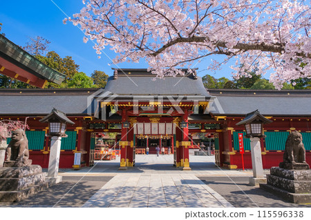 宮城縣鹽灶市春天的鹽灶神社唐門 宮城縣鹽灶市春天的鹽灶神社唐門 115596338