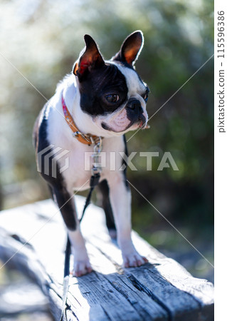 我的狗狗波士頓梗在公園玩耍 我的狗狗波士頓梗在公園玩耍 115596386