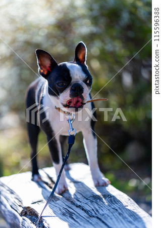 Boston Terrier, my beloved dog, playing in the park 115596388