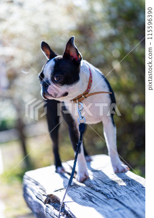 我的狗狗波士頓梗在公園玩耍 115596390