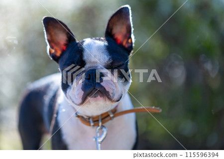 Boston Terrier, my beloved dog, playing in the park 115596394