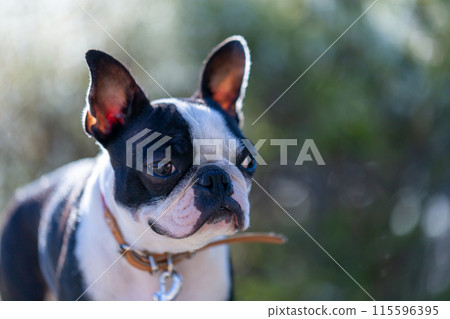 Boston Terrier, my beloved dog, playing in the park 115596395