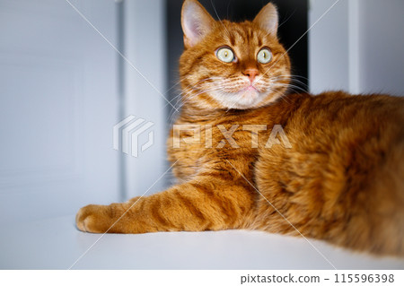 Adult ginger curious cat looking up 115596398