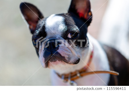 我的狗狗波士頓梗在公園玩耍 115596411