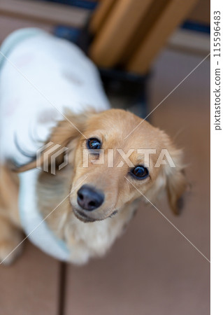 臘腸犬在木甲板上玩耍 臘腸犬在木甲板上玩耍 115596483