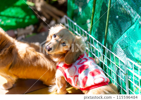臘腸犬在木甲板上玩耍 臘腸犬在木甲板上玩耍 115596484