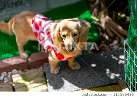臘腸犬在木甲板上玩耍 臘腸犬在木甲板上玩耍 115596486