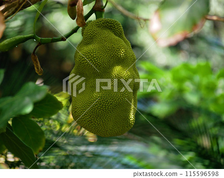 Durian Jackfruit (Artocarpus heterophyllus) close up high quality. Ripe tropical fruit growing on a tree in a botanical garden in Puerto de la Cruz, La Orotava, Tenerife 115596598