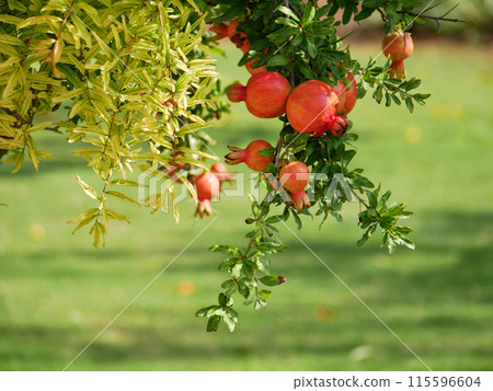 Blooming pomegranate tree with fruits Blooming pomegranate tree with fruits 115596604