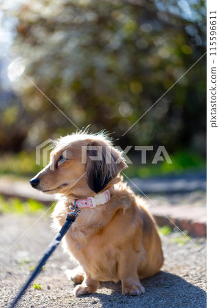 臘腸犬在公園散步 115596611