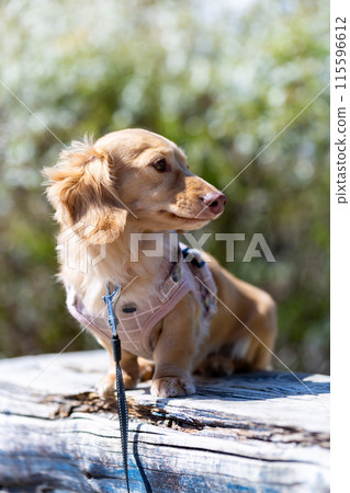 臘腸犬在公園散步 115596612