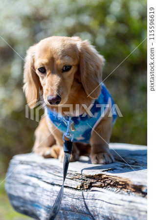 臘腸犬在公園散步 115596619