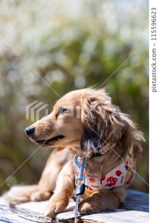 Dachshund to take a walk in the park 115596623