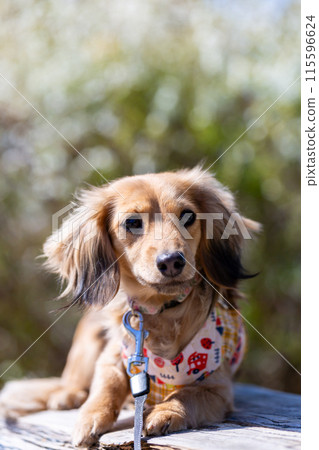 Dachshund to take a walk in the park Dachshund to take a walk in the park 115596624