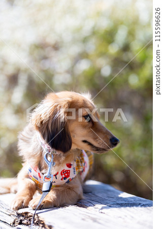 臘腸犬在公園散步 臘腸犬在公園散步 115596626