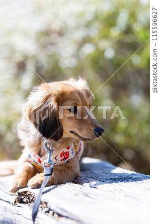 Dachshund to take a walk in the park 115596627