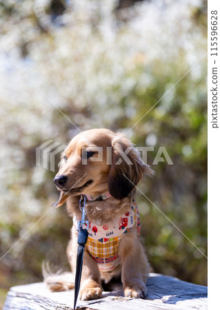 臘腸犬在公園散步 臘腸犬在公園散步 115596628