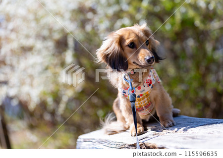 臘腸犬在公園散步 臘腸犬在公園散步 115596635