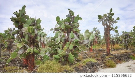 Primeval landscape with Giant opuntia on Santa Cruz Island, Galapagos National Park, Ecuador. 115596652