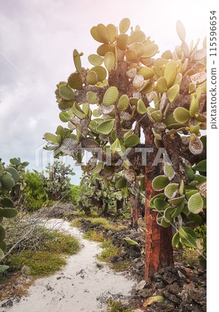 Primeval landscape with Giant opuntia on Santa Cruz Island, Galapagos National Park, Ecuador. 115596654