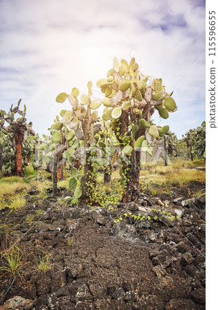 Primeval landscape with Giant opuntia on Santa Cruz Island, Galapagos National Park, Ecuador. 115596655