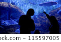 A family is looking at fish in an oceanarium 115597005