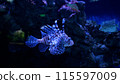 pterois volitans in the oceanarium 115597009