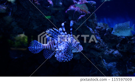 pterois volitans in the oceanarium pterois volitans in the oceanarium 115597009