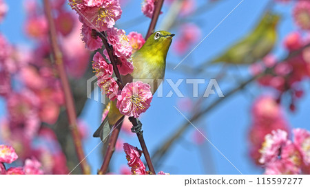 紅梅盛開白眼(春天圖)(動態圖) 紅梅盛開白眼(春天圖)(動態圖) 115597277