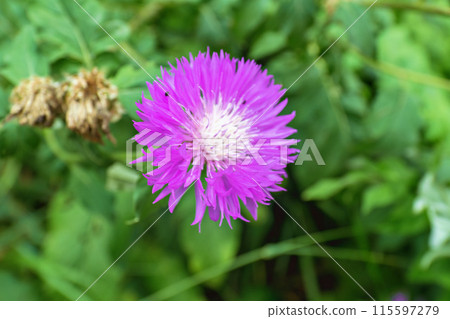 Pink flower in the garden Pink flower in the garden 115597279