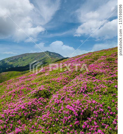 Blossoming slopes (rhododendron flowers ) of Carpathians. 115598096