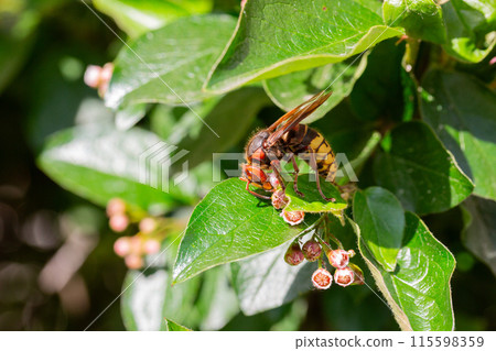 A macro shot of a hornet Vespa crabro seen nectaring on ivy flowers A macro shot of a hornet Vespa crabro seen nectaring on ivy flowers 115598359