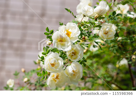 Rosa alba or also known as white roses 115598366