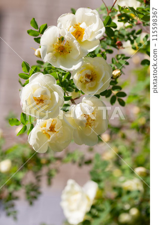 Rosa alba or also known as white roses 115598367