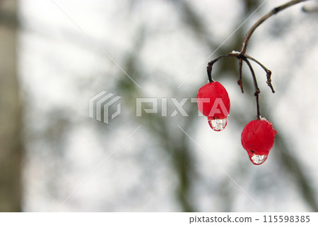 Two berries of viburnum with frozen drops of water. Winter tricks Two berries of viburnum with frozen drops of water. Winter tricks 115598385