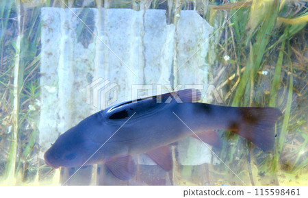 Caught tench. Successful fishing. Caught tench in bowl of water 115598461