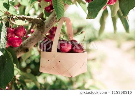 Ripe juicy cherry berry in wicker basket on tree in cherry garden Ripe juicy cherry berry in wicker basket on tree in cherry garden 115598510
