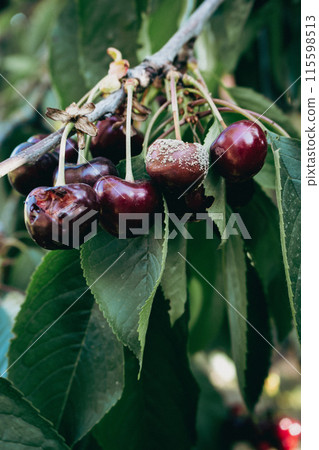 Fresh and rotten cherry fruits. Summer harvest concept. Cherry garden close up. Summertime background. Summer still life. Organic red cherry. Bad condition fruits. June nature. Rot process. 115598513
